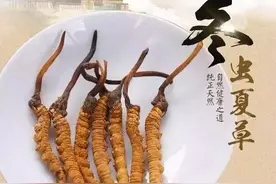 冬虫夏草 | 亦虫亦草，高海拔无污染图片