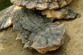 动物世界-枯叶龟图片