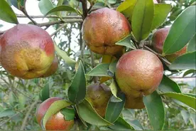 一壶食用油，居然能分辨出是南方人还是北方人！图片