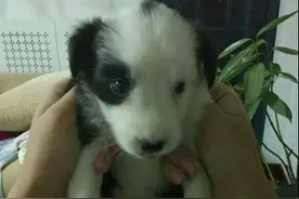 据说这种“边牧”非常稀有，额，兄弟，你确定这是边牧?图片