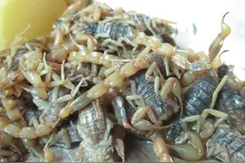 水蛇蝎子汤这道让人忐忑的美味图片