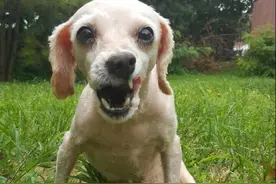 可怜狗狗遭人嫌弃 后腿断了发烧长蛆 遇好心人救治一个月...图片