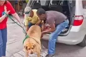 “自闭狗”太宅，多年不出门，患上“三高“，结果变成“巨狗”！图片