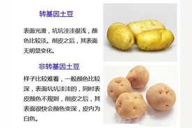 转基因食品概述、转基因食品分类、转基因食品有哪些特点和风险？图片