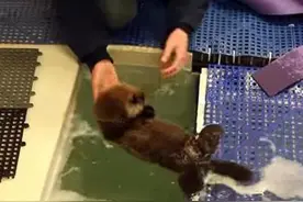 孤儿小水獭学游泳萌到没朋友！我能把它抱回家吗？图片