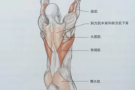 练肱二头肌，可以试试反手引体向上图片