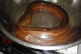 人生中钓到的最大鳝鱼王，足有1斤，大家看怎么样？图片