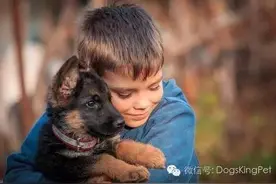 新幼犬到家后如何适应新环境图片