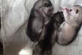 哈士奇妈妈使劲咬死狗宝宝，究其原因，狗主人十分痛心与后悔！图片