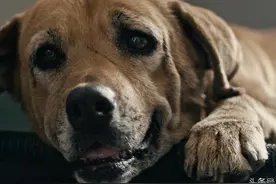 狗狗为救兄妹俩不惜牺牲自己，勇敢事迹感动和鼓舞着所有人！图片