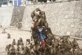 警示：不要随便喂猴子图片