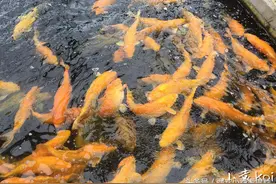 西安小袁解答:你的锦鲤长的为什么慢？锦鲤快速生长的方法呦！图片