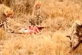 俩猎豹开膛破肚啃食羚羊，鬣狗只是静静看着，俩猎豹就被吓跑了！图片