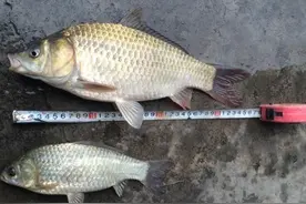 雨天钓板鲫，大家看看这尺寸，尾巴带血，地上乱蹦！图片