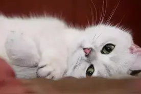 揭秘猫语！世界上真的有人听得懂猫说话图片