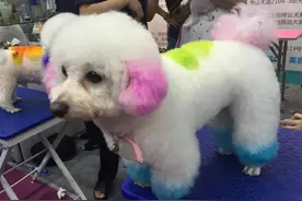 盘点深圳宠物展遇到的小动物们图片