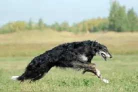 中国本土的古老猎犬，你知道多少？图片