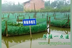 池塘网箱养殖泥鳅技术图片