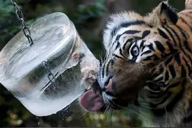 动物园内老虎为吃肉先舔冰为食，酷暑天气森林之王都忍不了了？图片