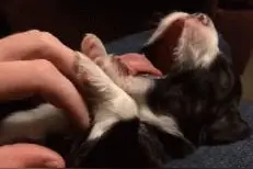 终于知道什么叫“困成狗”了！看完你困了吗？图片