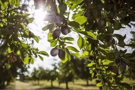 历经千年研制而成的西梅汁图片