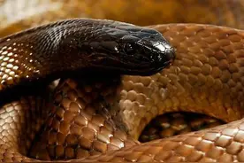 内陆太攀蛇-全世界最强毒性的陆栖蛇种图片