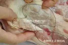 肉类不能吃的8个部位很多人不知道图片