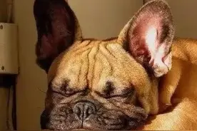 论睡姿，我只服法国斗牛犬，懵逼法斗这是要睡到天长地久啊图片