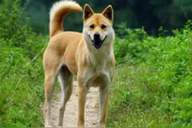 据说，在它身上能看到中国纯种田园犬的身影......图片