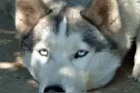 狗狗中暑不是病，中起暑来要狗命，兽医教你一二三图片