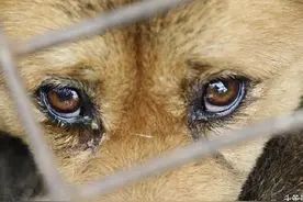 隔壁老王为赚钱，疯狂收狗杀害卖肉，狗崽丢垃圾堆，死后不得安宁图片