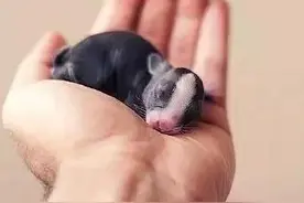 小兔子出生的一到三十天，最后一张让人措手不及图片