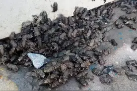 天津街头突现成群结队的小蛤蟆，密集恐惧症要犯了图片