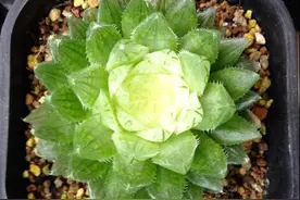 你能分辨多肉锦的真假么？谨防上当受骗！图片