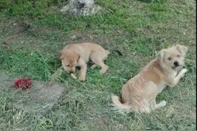 路遇的流浪狗母子，收养小狗时，狗妈妈送别小狗的方式让人感动！图片