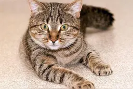 喵星人割了蛋蛋之后，它自己知道吗？会有蛋蛋的忧伤吗？图片