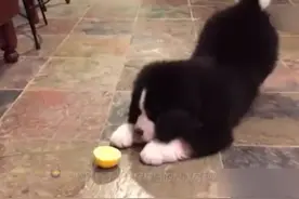 狗狗吃到地上的柠檬，这酸爽让它瞬间成舞蹈狂魔！图片