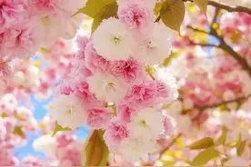 我有一万个想见你的理由 ，却唯独少了一种能见你的身份。图片