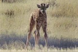 南非草原现“无颈”长颈鹿，真相曝光图片