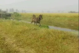 流浪狗生重病，却一路狂奔拒绝救助， 最后发现它临死前感人愿望图片