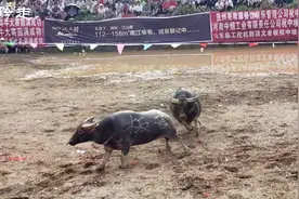 水牛在主人面前听话又温顺，可一遇见对手就非常凶猛视频封面