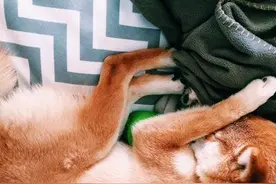 这些超困柴犬光是睡觉就能疗愈你图片