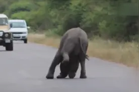 小象公路上忘情自嗨，3头大象拉都拉不走，结果野狗来了视频封面