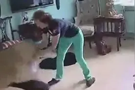 家里养了狮子，朋友还是少来做客的安全视频封面