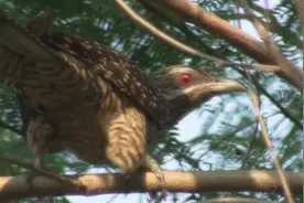 噪鹃的“喔哦”，“喔哦”，“喔哦”视频封面