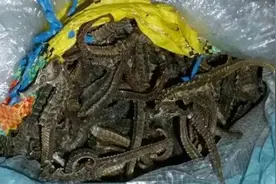 虎骨、犀角、穿山甲保护动物不能下药！图片