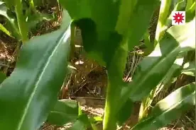 商丘虞城县：玉米品种好不好，应该对比看一看！视频封面