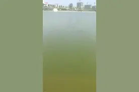 放生的鱼几度回头，这个是什么原因？