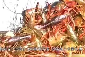 澳洲一年一度河滩泛滥成灾的小龙虾，美味让当地人愁眉不展视频封面