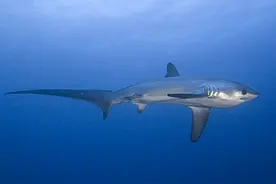 鱼类知识-----长尾鲨图片